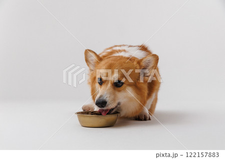 Corgi enjoying a delicious meal from a golden bowl on a white background, perfect for pet care ads Corgi enjoying a delicious meal from a golden bowl on a white background, perfect for pet care ads 122157883