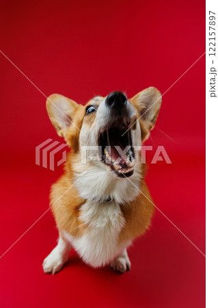 Corgi mid-bark with a vibrant red background, capturing a moment of playful energy and expression Corgi mid-bark with a vibrant red background, capturing a moment of playful energy and expression 122157897