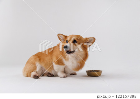 Adorable corgi staring at its food bowl, waiting for mealtime. Perfect pet photography moment Adorable corgi staring at its food bowl, waiting for mealtime. Perfect pet photography moment 122157898