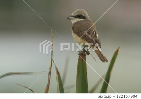 生き物　野鳥　亜種シマアカモズ、アカモズの亜種。琉球や八重山で越冬、牧草地や畑でよく見かけます 122157904