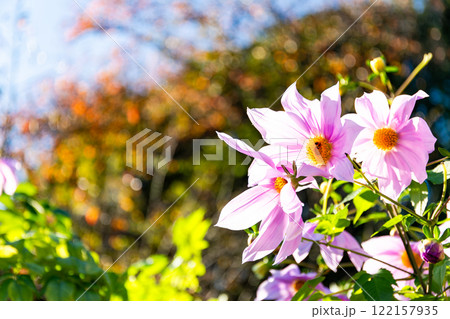 秋晴れに映える満開のコウテイダリア 122157935