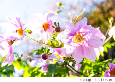 秋晴れに映える満開のコウテイダリア 122157936