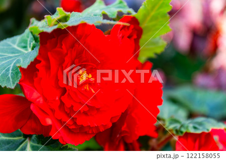 カラフルで美しいベゴニアの花 カラフルで美しいベゴニアの花 122158055