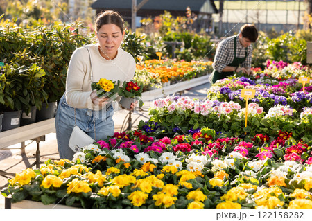 Young woman buy potted primula plant in shop 122158282