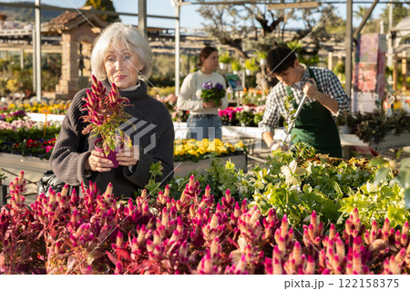 Senior woman buy potted celosia plant in shop 122158375