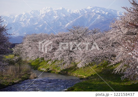 富山県朝日町にある桜のある風景 122158437