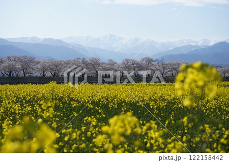 富山県朝日町にある立山をバックにした菜の花畑 122158442