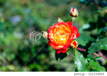 秋の美しい景色　カラフルに咲いた満開の秋バラ 122158604