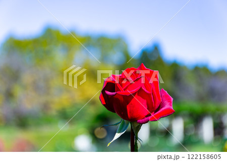 秋の美しい景色　カラフルに咲いた満開の秋バラ 122158605