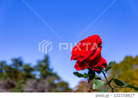 秋の美しい景色　カラフルに咲いた満開の秋バラ 122158617