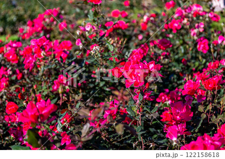 秋の美しい景色　カラフルに咲いた満開の秋バラ 122158618
