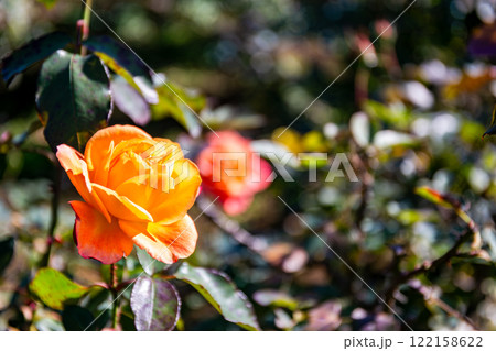 秋の美しい景色　カラフルに咲いた満開の秋バラ 122158622