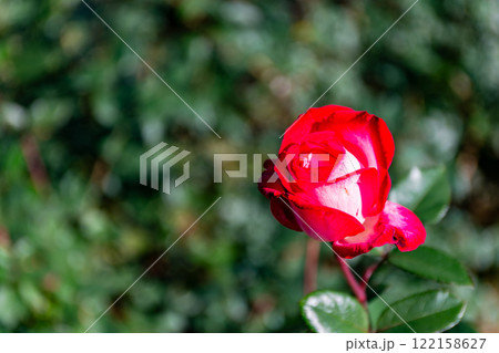 秋の美しい景色 カラフルに咲いた満開の秋バラ 秋の美しい景色 カラフルに咲いた満開の秋バラ 122158627