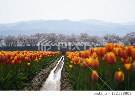 春の花、チューリップのある風景 春の花、チューリップのある風景 122158902