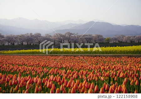 富山県朝日町にある春の四重奏の絶景 富山県朝日町にある春の四重奏の絶景 122158908
