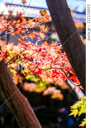 秋の陽に輝く美しい紅葉 122158923