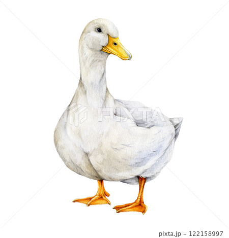 White duck hand drawn watercolor illustration. Cute farm bird vintage style isolated on background. Beautiful standing domestic duck with yellow beak and white feathers 122158997