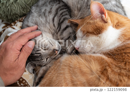 窓辺でくつろぐ二匹の猫を撫でる飼い主 122159098
