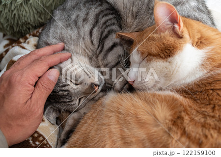 窓辺でくつろぐ二匹の猫を撫でる飼い主 122159100