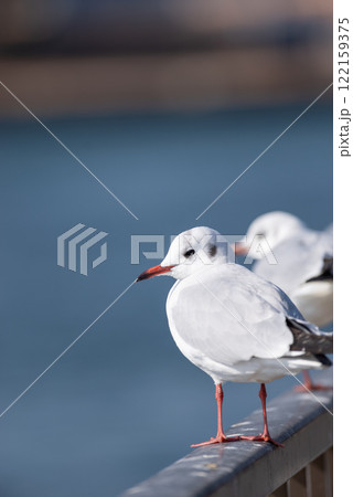 並んだカモメ 並んだカモメ 122159375