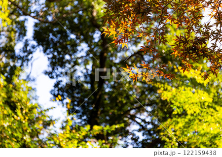 秋の陽に輝く美しい紅葉 秋の陽に輝く美しい紅葉 122159438