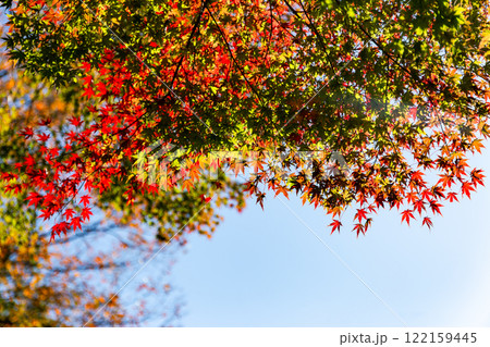 秋の陽に輝く美しい紅葉 秋の陽に輝く美しい紅葉 122159445