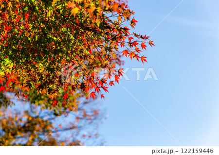 秋の陽に輝く美しい紅葉 秋の陽に輝く美しい紅葉 122159446