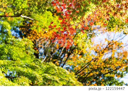 秋の陽に輝く美しい紅葉 秋の陽に輝く美しい紅葉 122159447