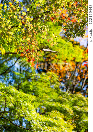 秋の陽に輝く美しい紅葉 秋の陽に輝く美しい紅葉 122159448