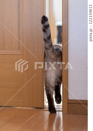ドアの隙間を通る猫の後ろ姿　シャムトラ猫 122159613