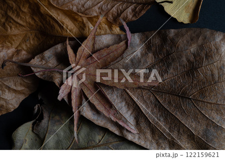 落ち葉のクローズアップ 落ち葉のクローズアップ 122159621
