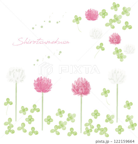 シロツメクサの手描き水彩画イラスト 122159664