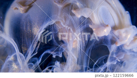 Glitter fluid. Paint splash. Golden blue purple vapor cloud sphere shape shiny ink liquid on black abstract art background. 122159666