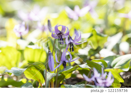 カタクリの花 122159736
