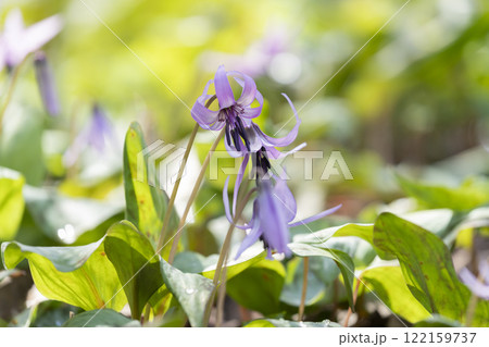 カタクリの花 カタクリの花 122159737