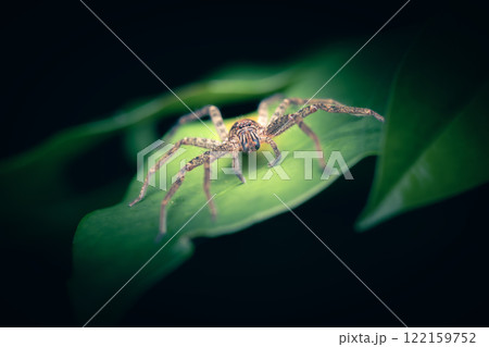 Jungle Huntsman Spider Jungle Huntsman Spider 122159752