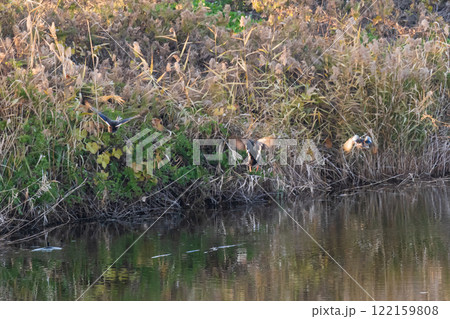 池から飛び立つ野鳥 122159808