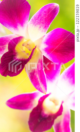 A vibrant orchid blooms in stunning shades of magenta and white, set against a soft, glowing green background A vibrant orchid blooms in stunning shades of magenta and white, set against a soft, glowing green background 122159819