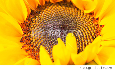a close-up view of a sunflower's center, highlighting the intricate spiral patterns of its seeds surrounded by vibrant yellow petals. 122159826