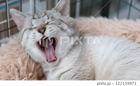 あくびをする可愛い猫　シャムトラ猫 122159971