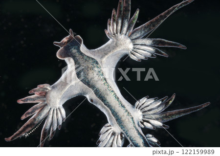 アオミノウミウシ 122159989