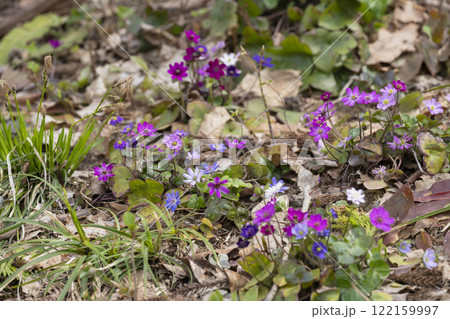 雪割草の花 122159997