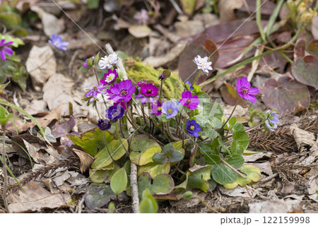 雪割草の花 122159998