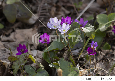 雪割草の花 122160022