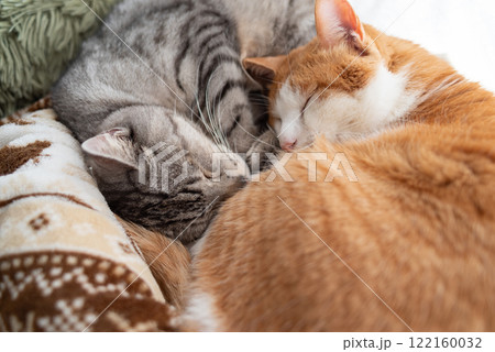 窓辺で眠る二匹の猫 窓辺で眠る二匹の猫 122160032