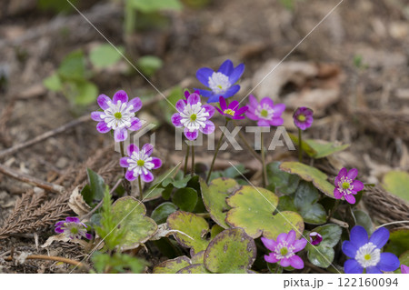 雪割草の花 122160094