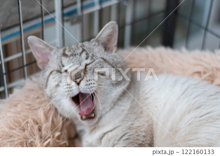 あくびをする可愛い猫　シャムトラ猫 122160133