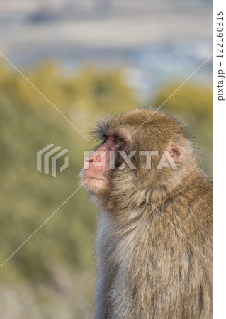 ニホンザル　嵐山モンキーパークいわたやま 122160315