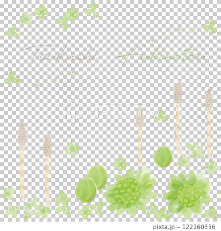 馬尾和蜂斗菜手繪水彩插圖 122160356