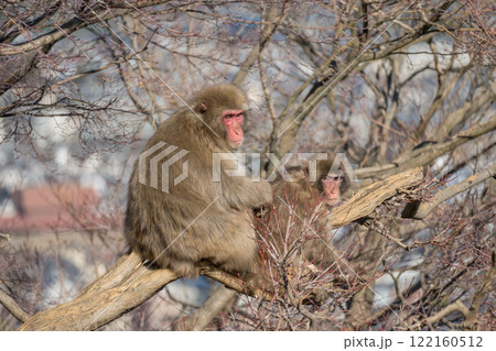 木の上のニホンザル 嵐山モンキーパークいわたやま 木の上のニホンザル 嵐山モンキーパークいわたやま 122160512